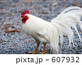 鶏
