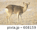 エゾシカ全身