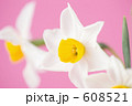 スイセンの花