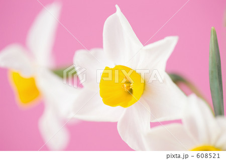「スイセンの花」の写真素材 「スイセンの花」の写真素材