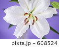 カサブランカの花