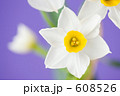 スイセンの花