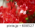 赤い花