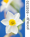 スイセンの花