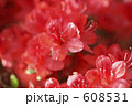 赤い花