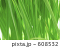 緑の草