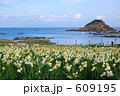 爪木崎の水仙