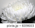 白い菊
