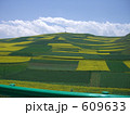 青海チベットの菜の花畑