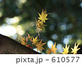 紅葉の葉