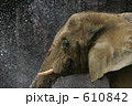 素材ナンバー 610842 : 「水しぶきの中のアフリカゾウ」