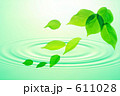 新緑の葉と水面