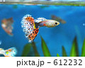 熱帯魚グッピーのアクアリウム水槽
