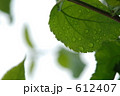 水滴の付いた若葉