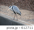 都会の野鳥