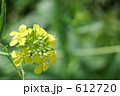 612720