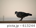 砂浜を歩く鳩