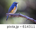 ルリビタキ２