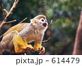 リスザル