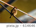 寒そうなスズメ 寒そうなスズメ