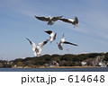 賑やかなユリカモメ