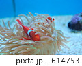 カクレクマノミの親子