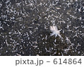 湖上の霜 湖上の霜