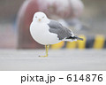 ウミネコ正面顔
