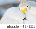 眠たそうなオオハクチョウ