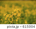 浜離宮恩賜公園に咲く菜の花