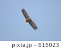 オジロワシ成鳥 オジロワシ成鳥