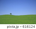 丘の木