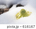 ふきのとう