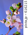 桜一輪
