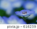 公園の小さな花たち