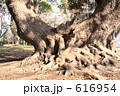 樹木・・・