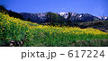 菜の花と山