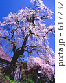 牟礼の枝垂れ桜