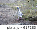 まだら模様の鳩