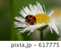 ハルジオンと天道虫