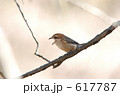 百舌鳴き