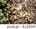 魚群