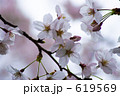 ソメイヨシノ