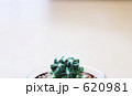 サボテン