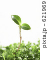 ブナ科植物の新芽