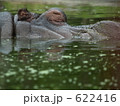 カバ