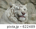 ウインクするホワイトタイガー（幸運を呼ぶ白虎）