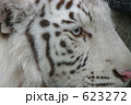 ホワイトタイガー（幸運を呼ぶと言われる白い虎）の視線