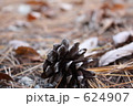 まつぼっくり　ひとつ