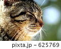 居眠り野良猫（キジトラ）